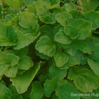 Coleus rotundifolius (Poir.) A.Chev. & Perrot